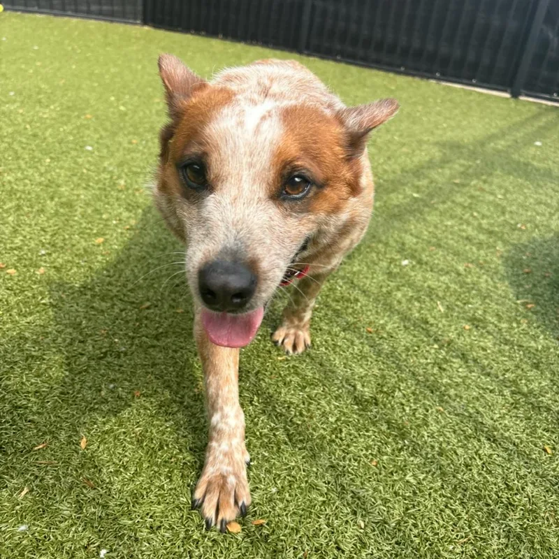 Fairy Bread thumbnail 3