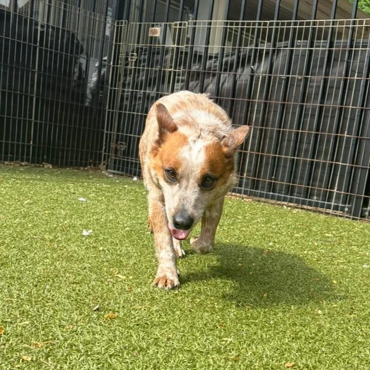 Fairy Bread thumbnail 4