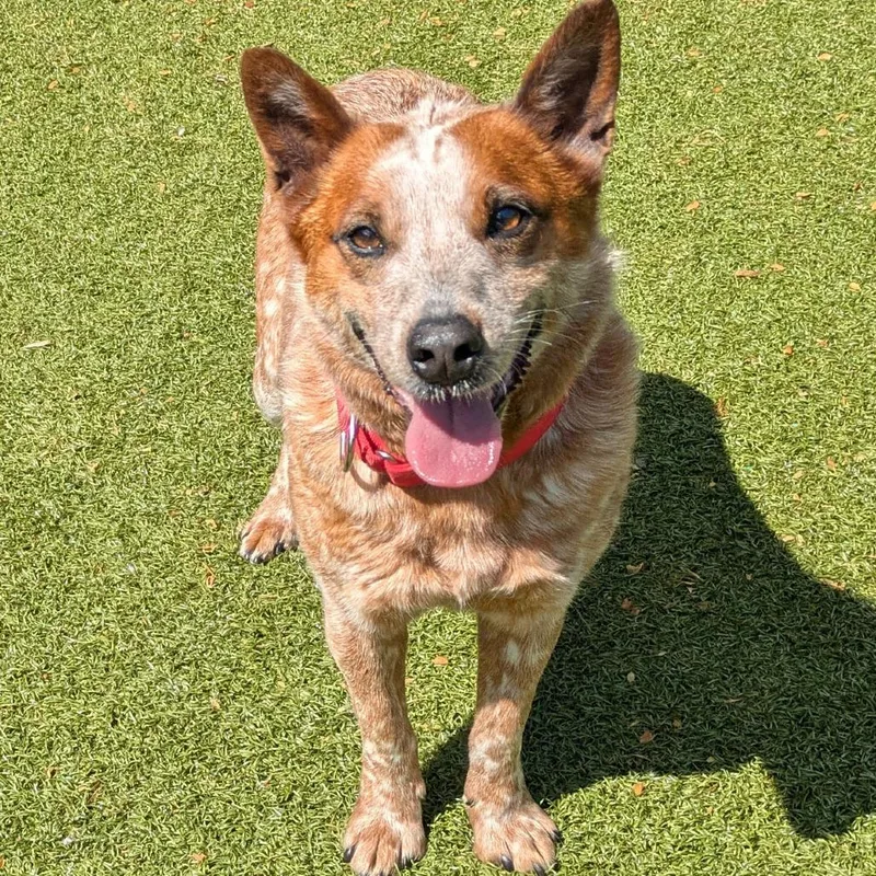 Fairy Bread thumbnail 5