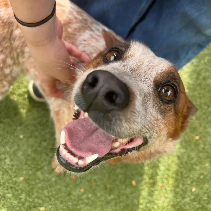 Fairy Bread thumbnail 6