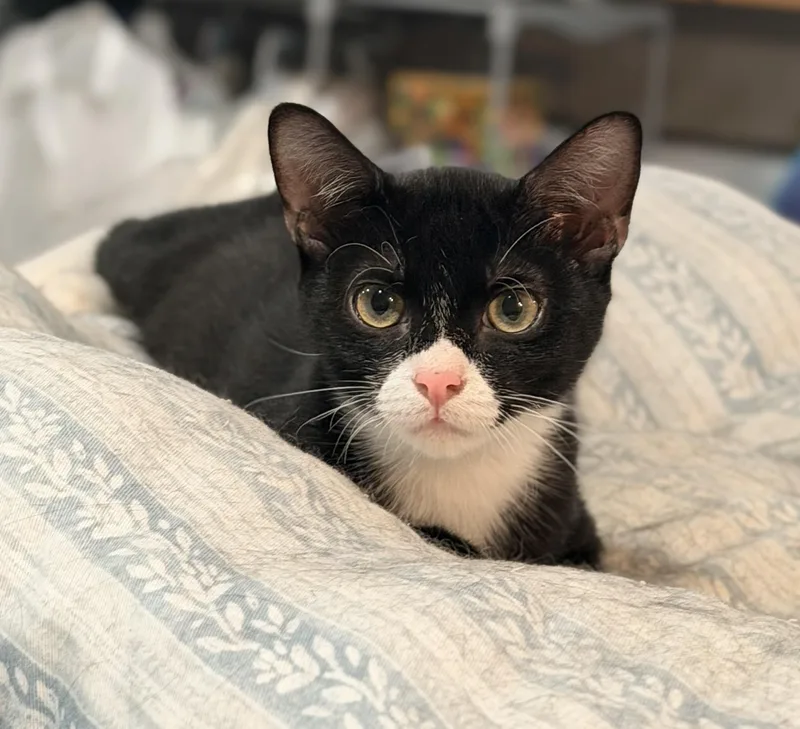 A baby medium-sized male Black & White / Tuxedo Domestic Short Hair cat named Alessio for adoption in Homestead, FL