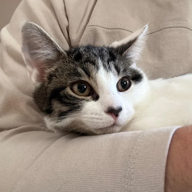 A baby small-sized female Domestic Short Hair cat named Sybil for adoption in Meriden, CT