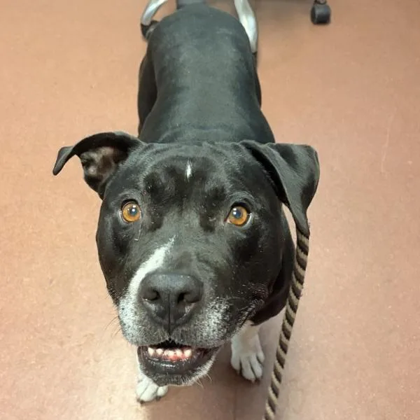 A senior large-sized male Pit Bull Terrier dog named Blue for adoption in Oakland, CA