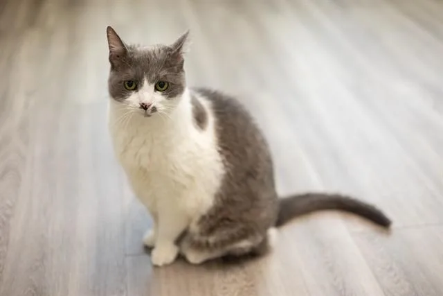 A senior small-sized female Domestic Short Hair cat named Jemma for adoption in Westminster, MD