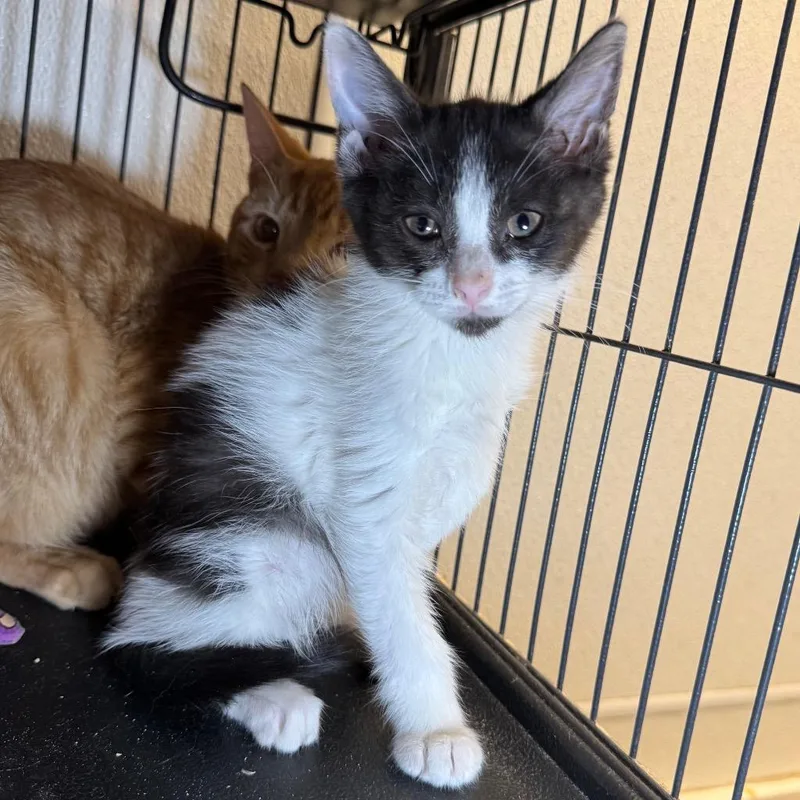 A baby small-sized female Domestic Short Hair cat named Cowgirl for adoption in Saginaw, MI