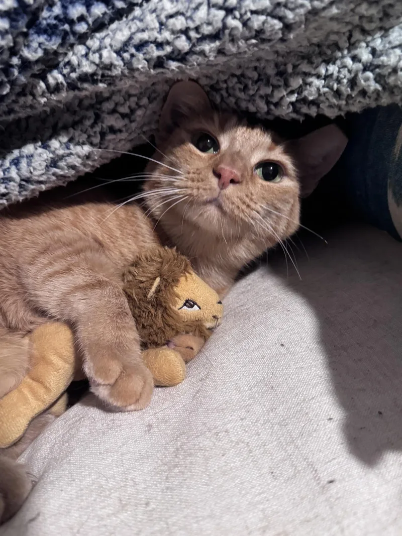 An adult medium-sized female Brown / Chocolate Domestic Short Hair cat named Figgy Spector for adoption in Chandler, AZ