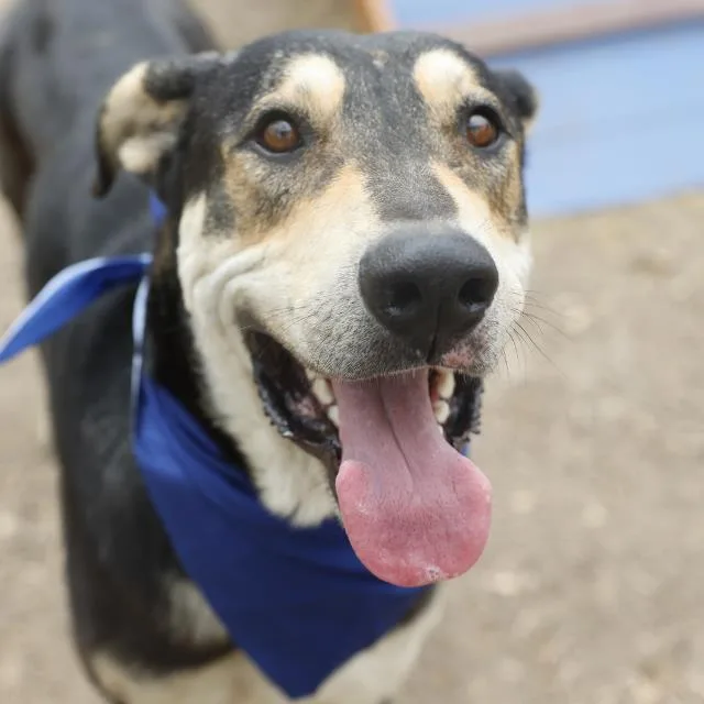 An adult large-sized male Shepherd dog named Lalo for adoption in San Antonio, TX