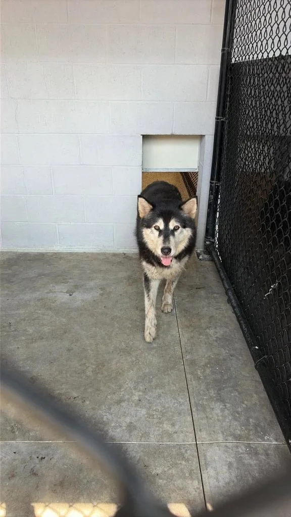 An adult extra large-sized female Alaskan Malamute dog named Fiona for adoption in Republic, MO