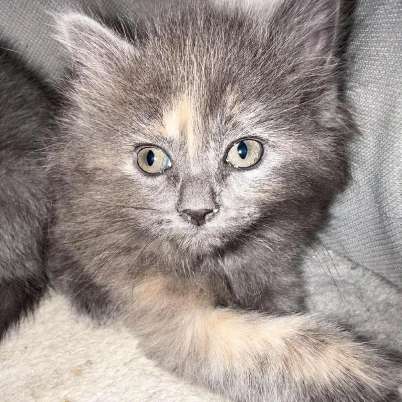 A baby small-sized female Tortoiseshell Domestic Long Hair cat named Ghurli for adoption in Fredericksburg, VA