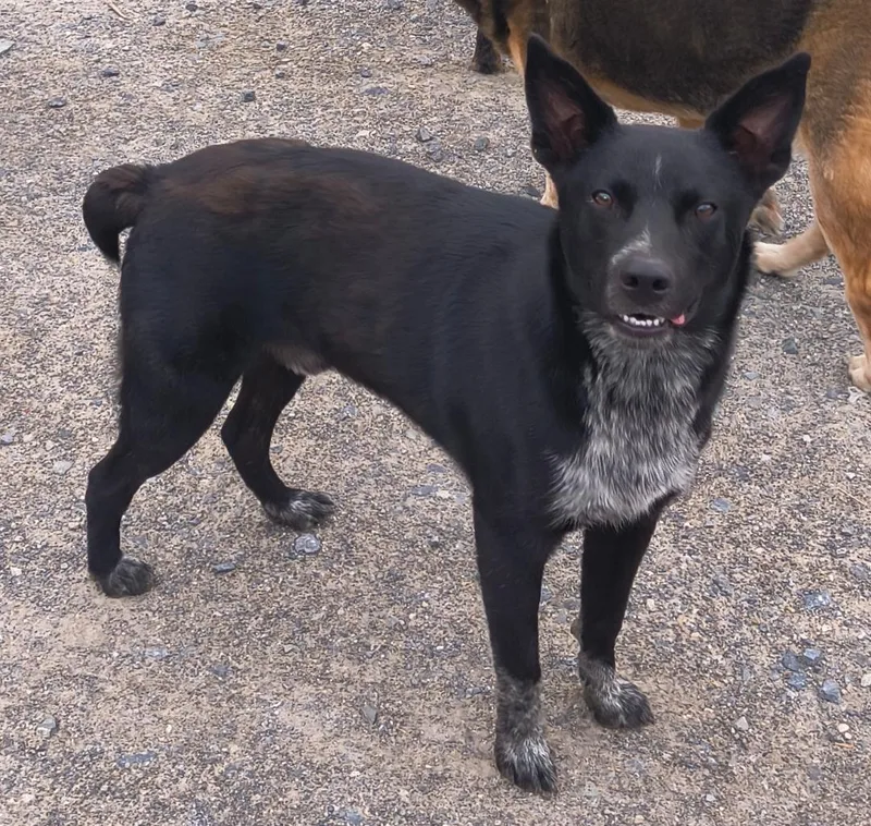 A young medium-sized male Australian Cattle Dog / Blue Heeler dog named Duke for adoption in Philadelphia, PA