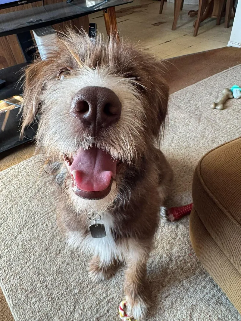 A young medium-sized female Mixed Breed dog named Scarlet for adoption in Mount Morris, MI