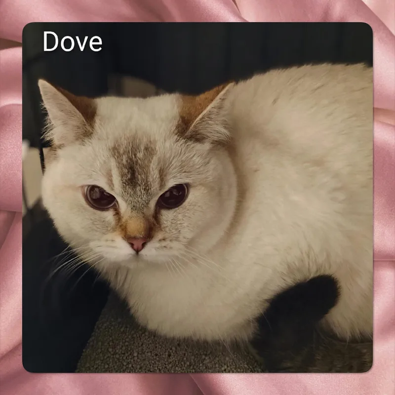 An adult small-sized female British Shorthair cat named Dove for adoption in Tucson, AZ