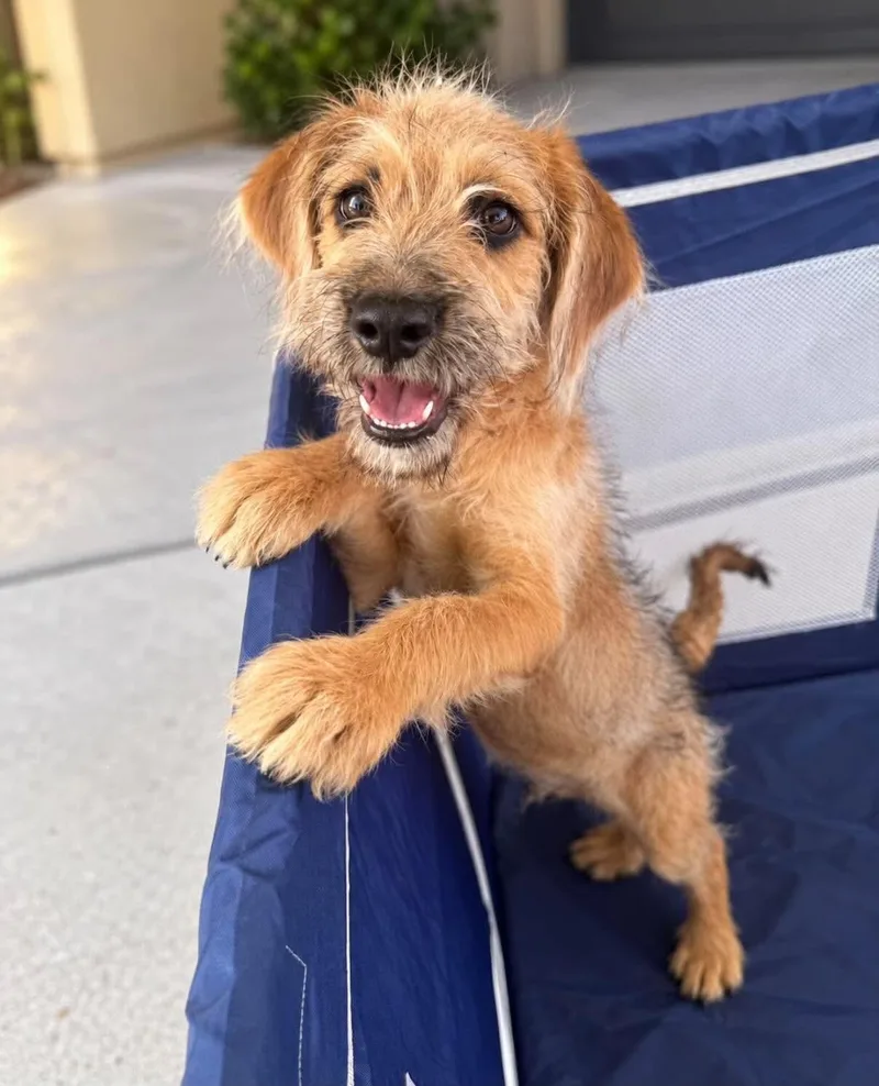 A baby large-sized male Yellow / Tan / Blond / Fawn Labradoodle dog named Boo for adoption in Las Vegas, NV