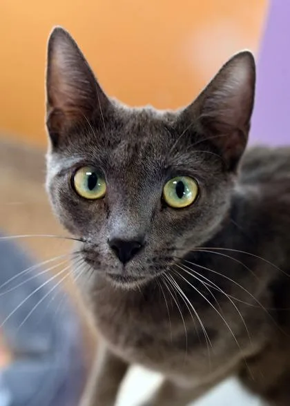 An adult medium-sized female Domestic Short Hair cat named Cassie for adoption in Baton Rouge, LA