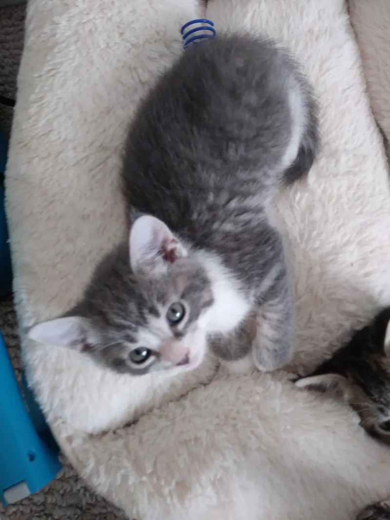 A baby medium-sized female Gray & White Domestic Short Hair cat named Cookie for adoption in Heathsville, VA