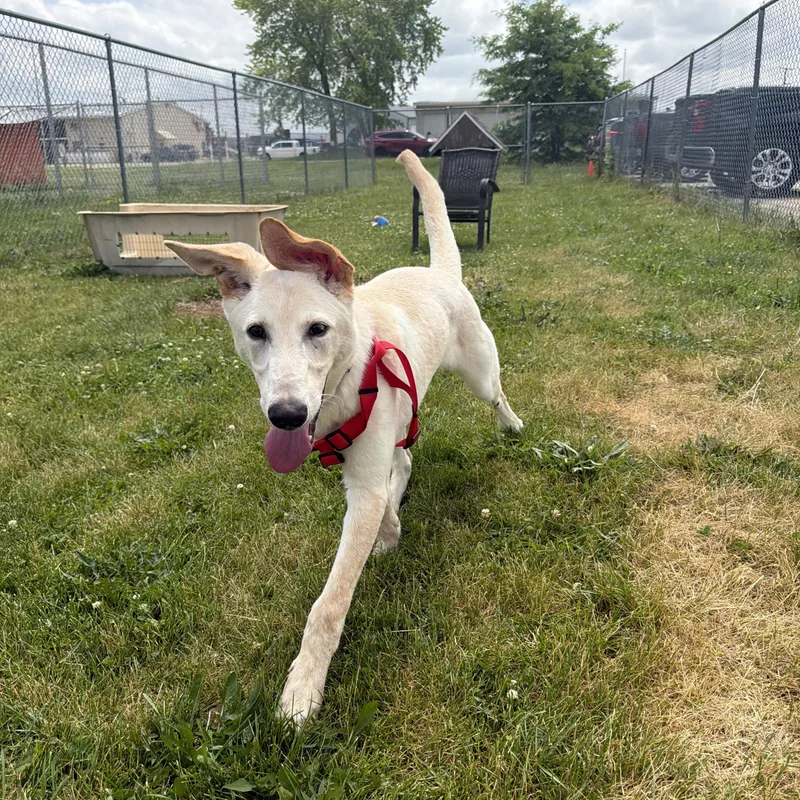 A young large-sized male White / Cream Labrador Retriever dog named Nugget for adoption in Dodgeville, WI