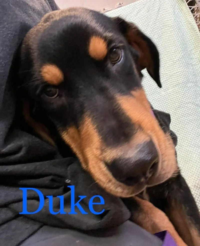 A baby large-sized male Mixed Breed dog named Duke for adoption in Princeton, IN
