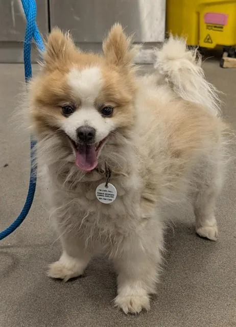 An adult small-sized female Pomeranian dog named Snoopy for adoption in Upper Marlboro, MD
