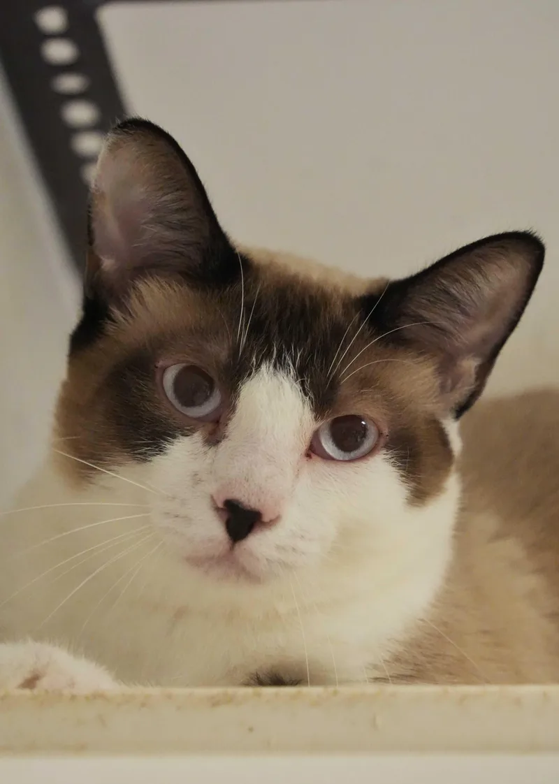 An adult medium-sized male Seal Point Siamese cat named Sleet for adoption in Aiken, SC
