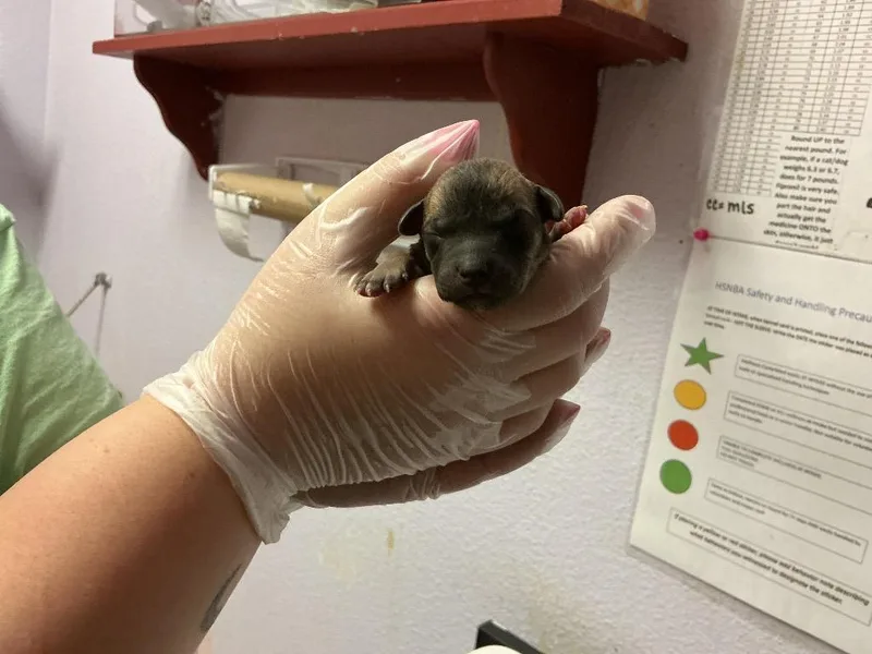 Cloudberry thumbnail 2