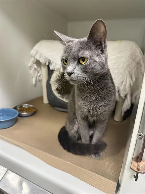 A young medium-sized female Domestic Short Hair cat named Lila for adoption in Boston, MA
