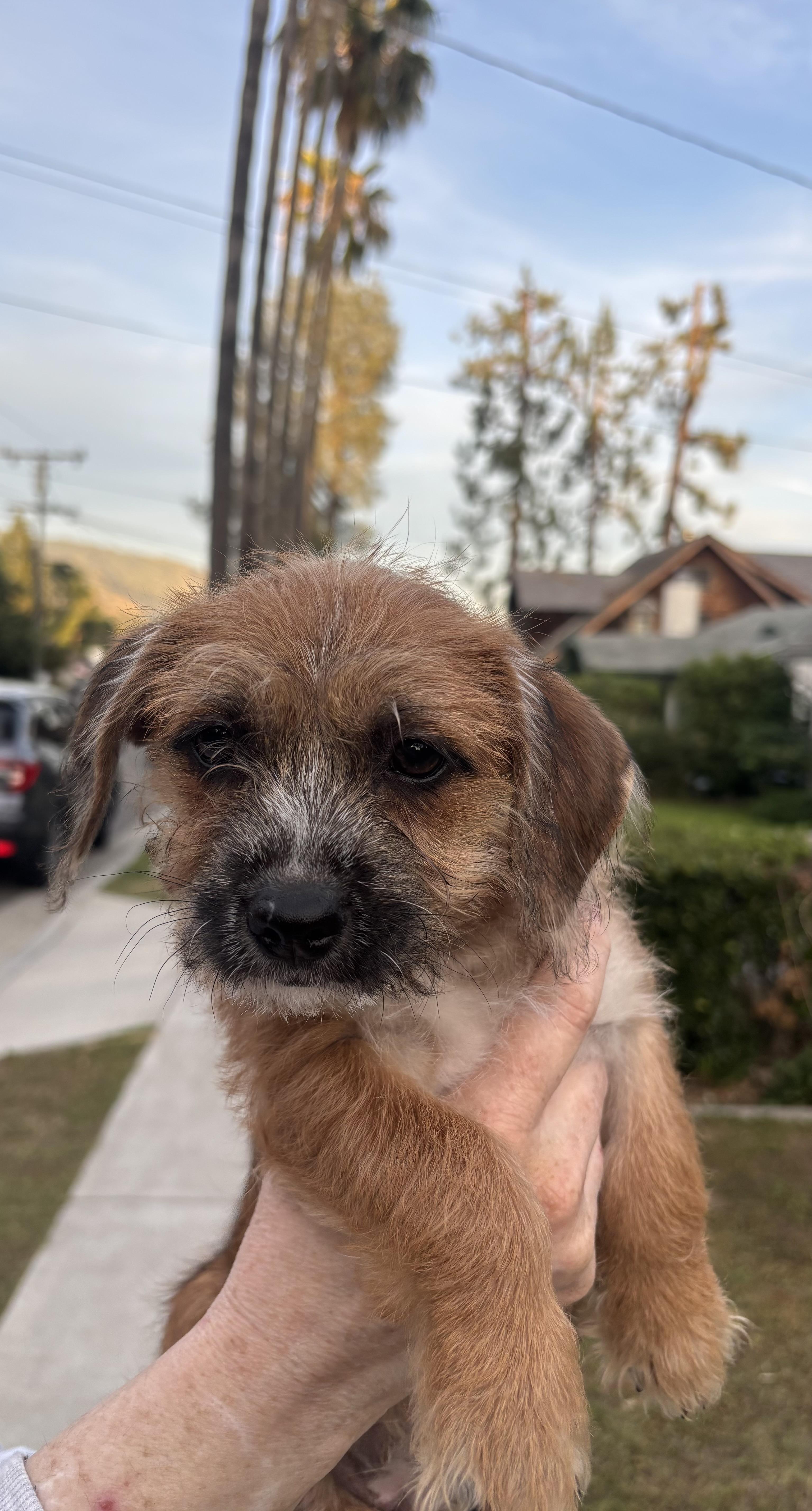 A baby small-sized female Terrier dog named Laguna for adoption in Pasadena, CA