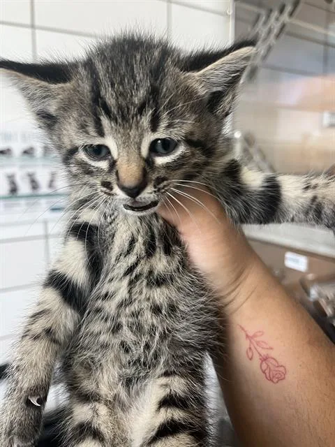 A baby small-sized female Domestic Short Hair cat named Ororo for adoption in Pearland, TX