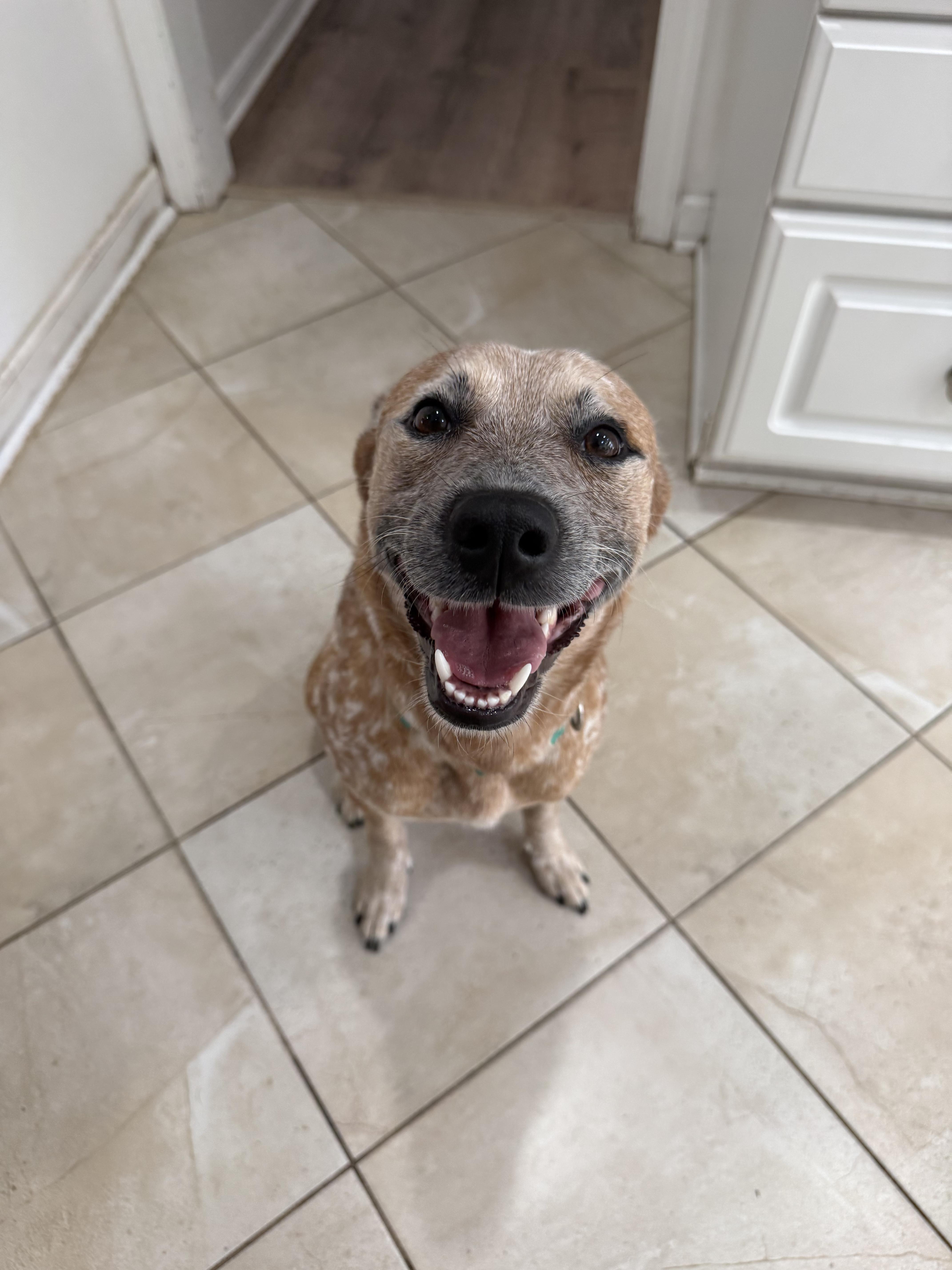 An adult medium-sized female Apricot / Beige Cattle Dog dog named Bambi for adoption in Medford, NJ