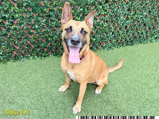 An adult medium-sized female Mixed Breed dog named Sophia for adoption in West Palm Beach, FL