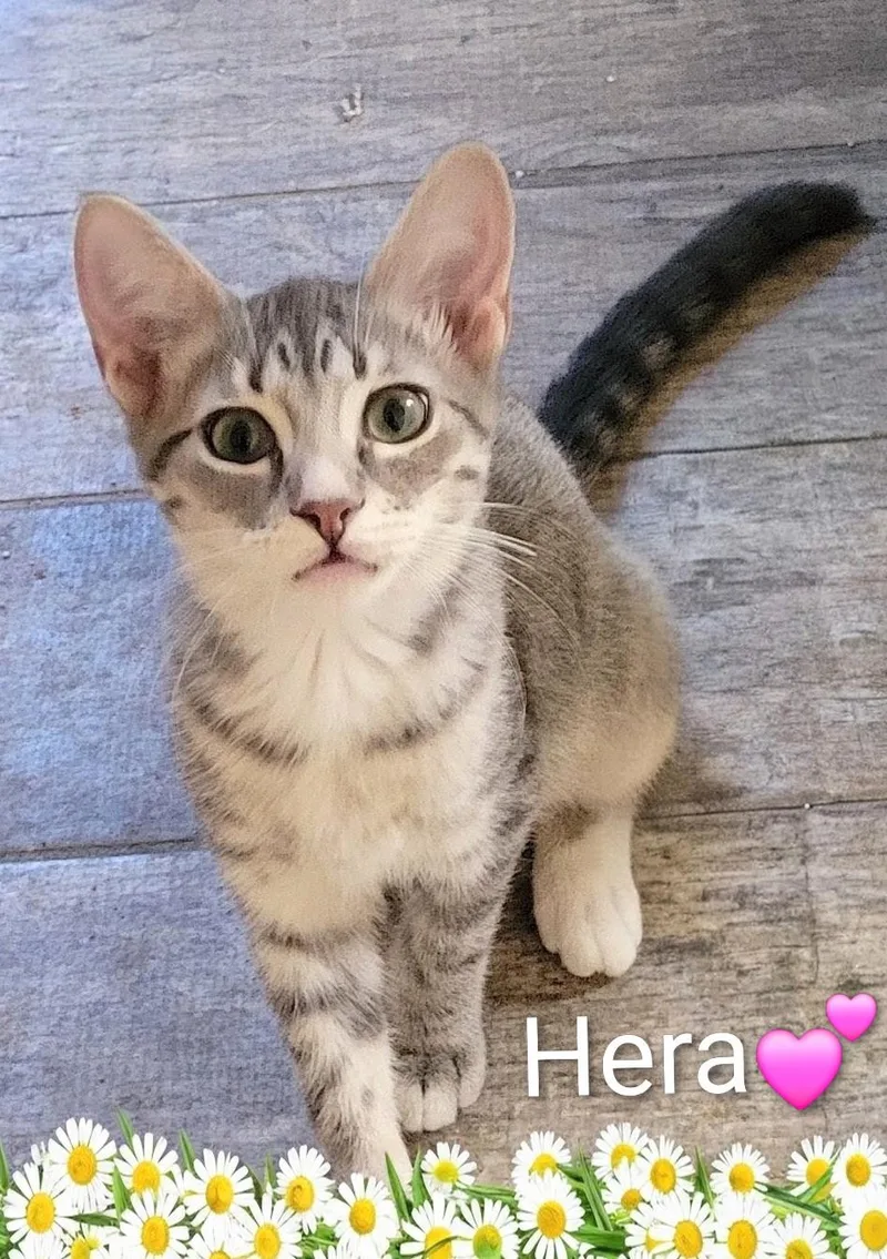 A baby medium-sized female Gray & White Domestic Short Hair cat named Hera for adoption in Las Vegas, NV