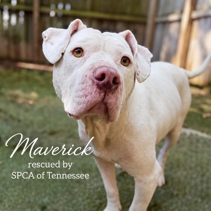 Maverick