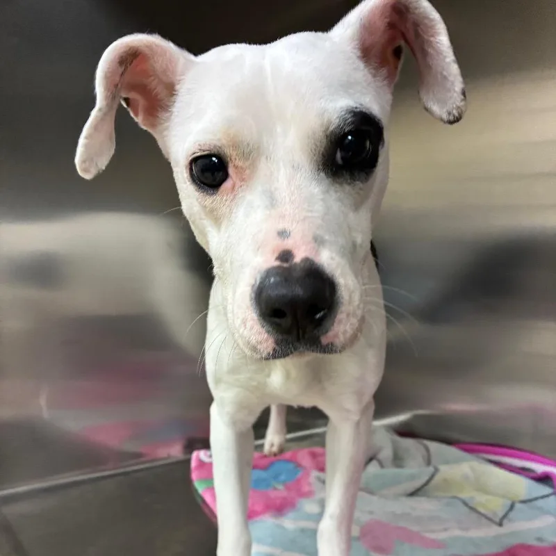 A young small-sized female White / Cream Mixed Breed dog named Kiss for adoption in Winston-Salem, NC