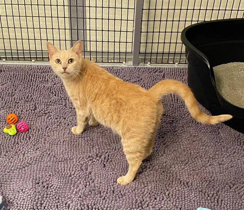 An adult medium-sized female Domestic Short Hair cat named Karlach for adoption in Raleigh, NC