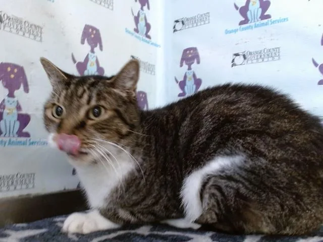 A senior large-sized female Domestic Short Hair cat named Cleo for adoption in Orlando, FL