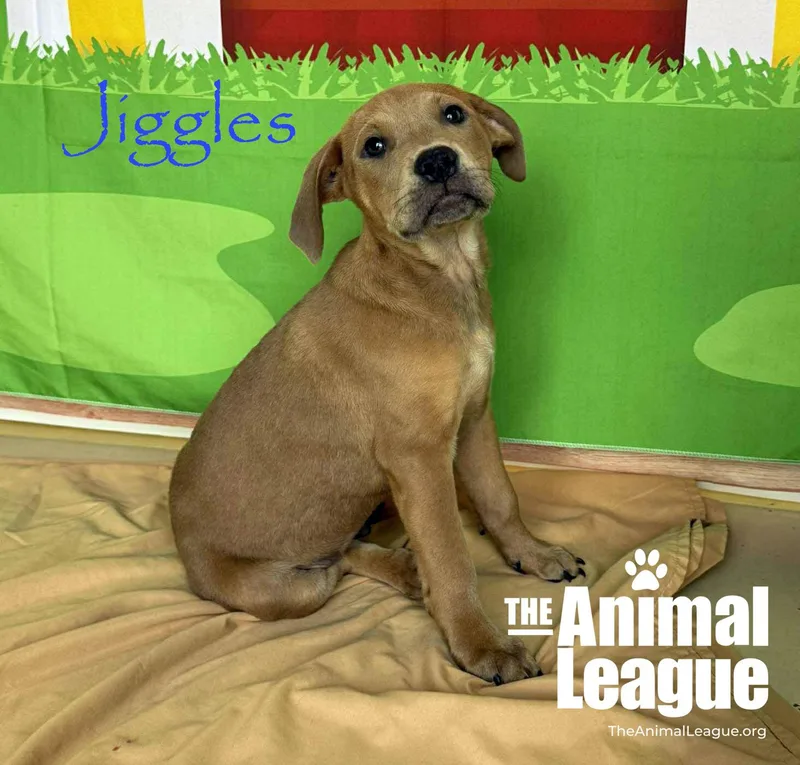 A baby medium-sized male Yellow / Tan / Blond / Fawn Labrador Retriever dog named Jiggles for adoption in Groveland, FL