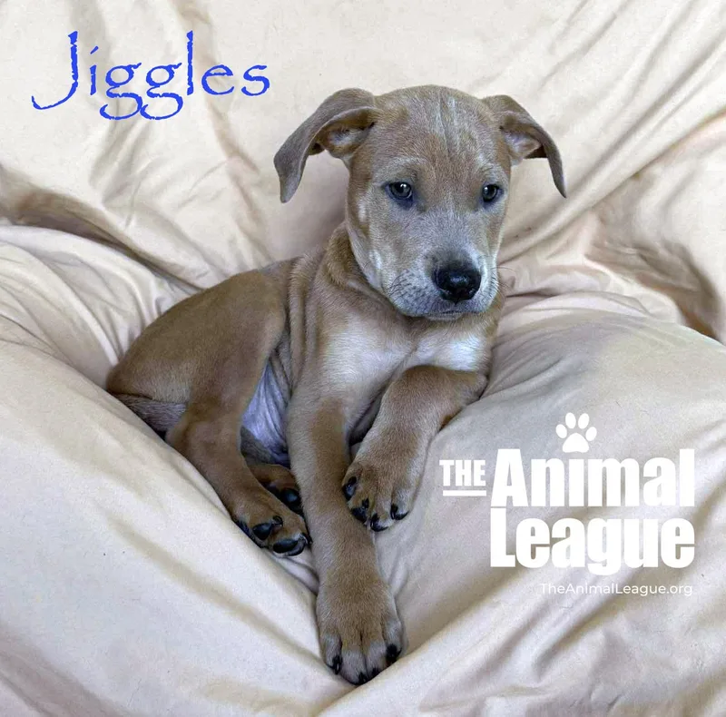 Jiggles thumbnail 3