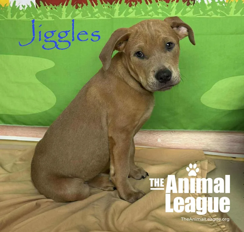 Jiggles thumbnail 4