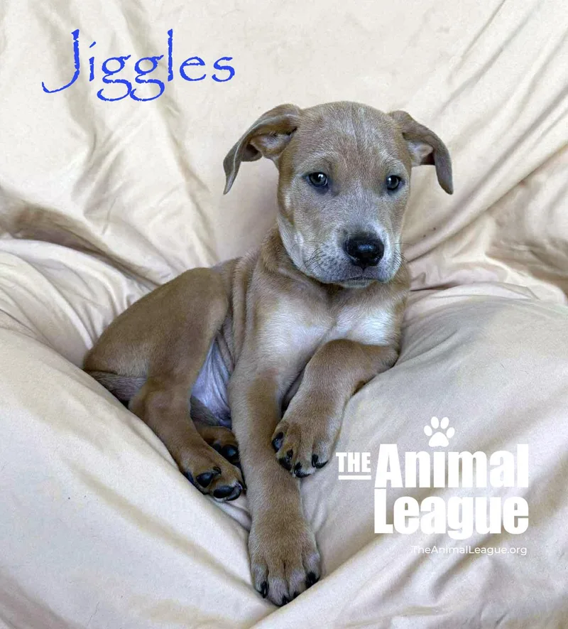 Jiggles thumbnail 5