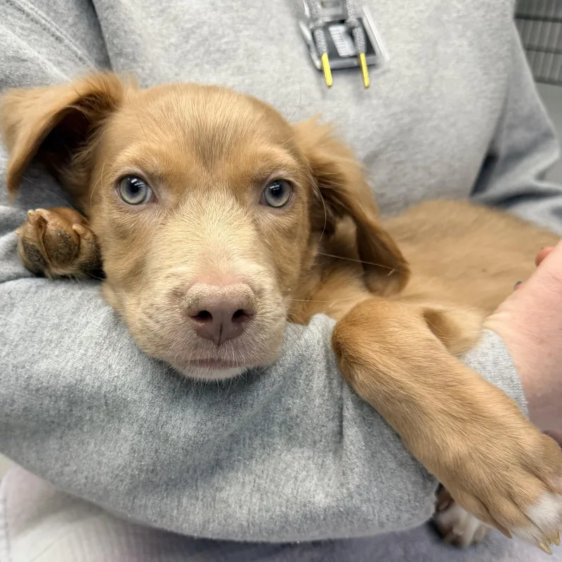 A baby medium-sized male Mixed Breed dog named Hot Cheeto for adoption in Henderson, NV