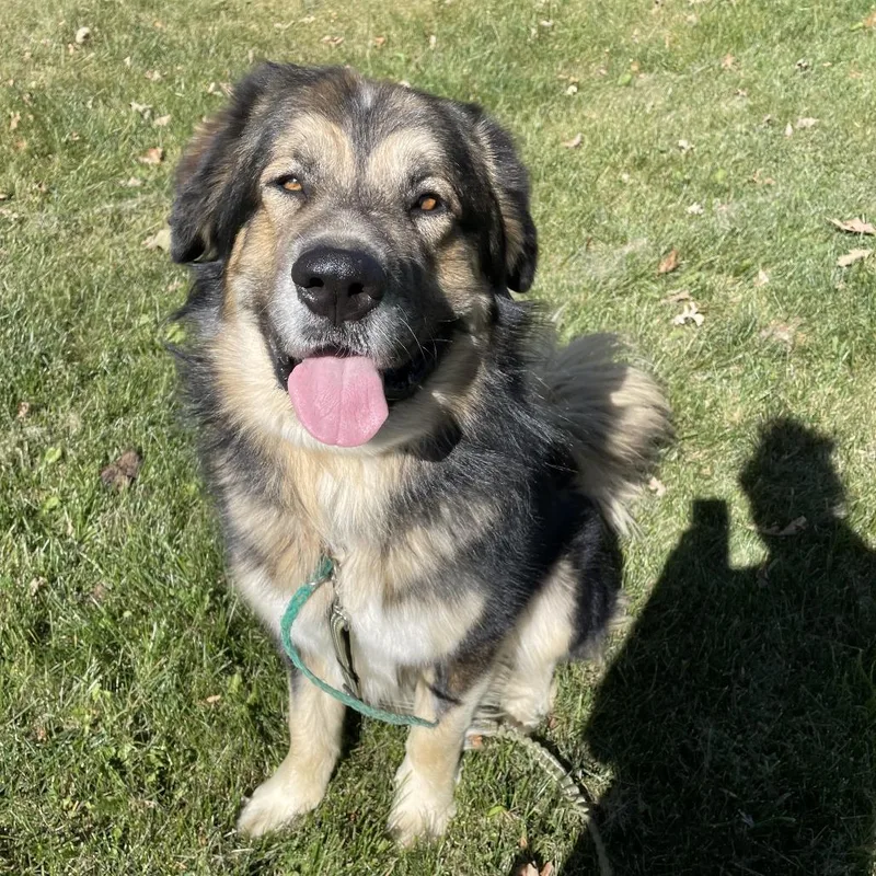 An adult extra large-sized male Apricot / Beige Caucasian Sheepdog / Caucasian Ovtcharka dog named Pumba for adoption in Brainerd, MN