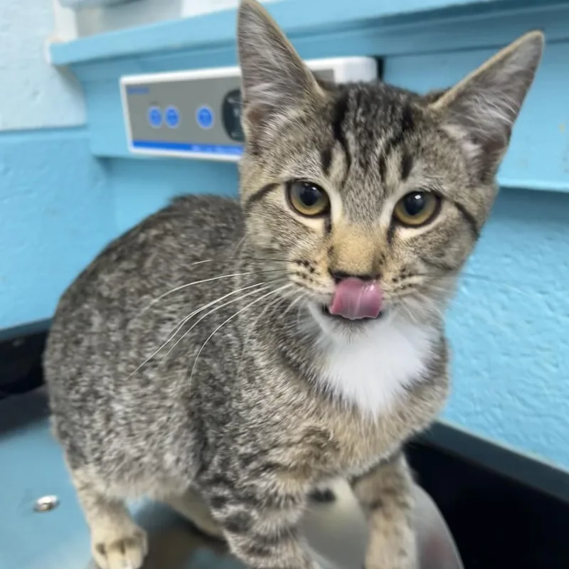 A baby small-sized male Brown / Chocolate Domestic Short Hair cat named Alex for adoption in Philadelphia, PA