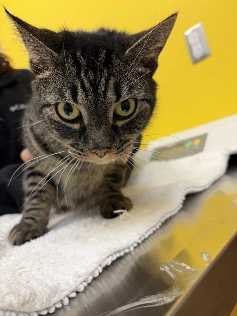 An adult medium-sized male Tabby (Brown / Chocolate) Domestic Short Hair cat named Casper for adoption in Raleigh, NC
