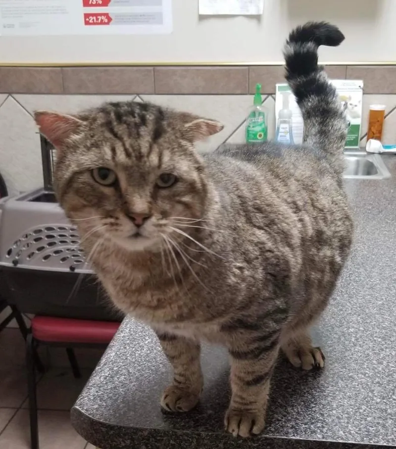 An adult small-sized male Domestic Short Hair cat named Rocky for adoption in Ballwin, MO