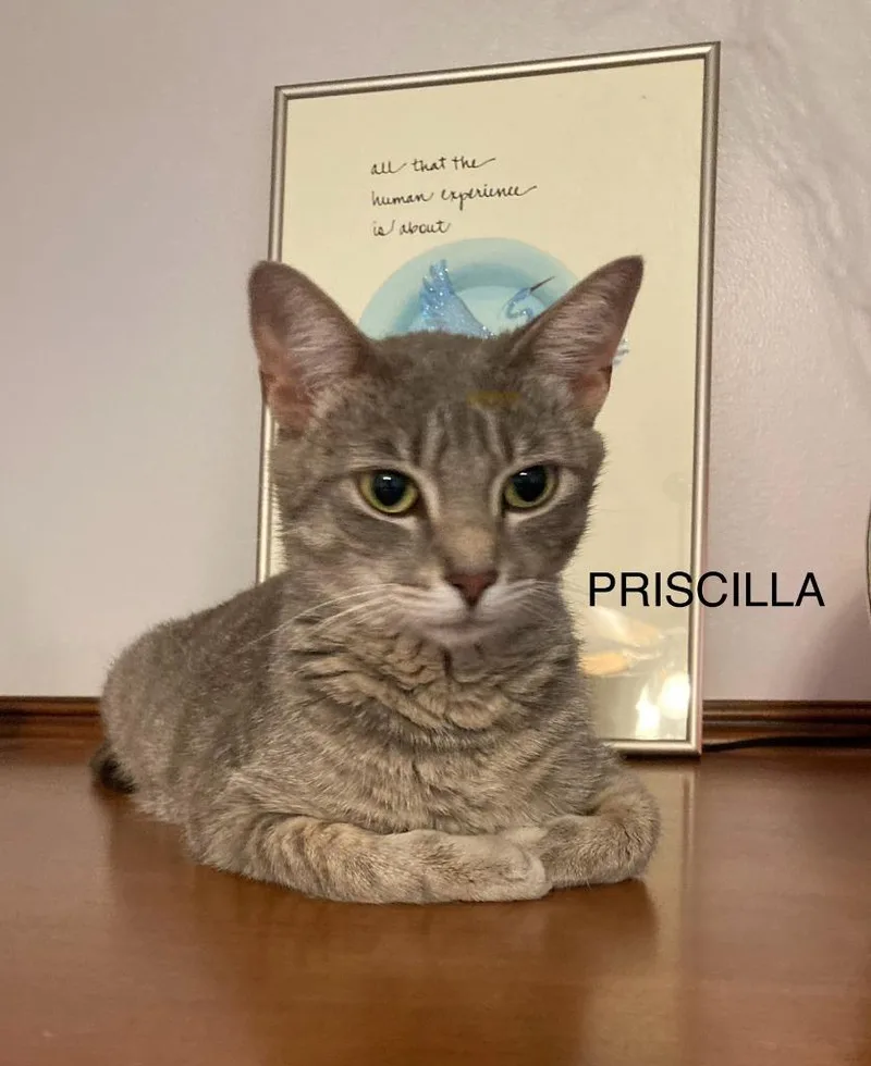A young medium-sized female Domestic Short Hair cat named Priscilla for adoption in Johnson City, TN