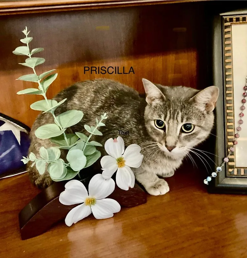 Priscilla thumbnail 3