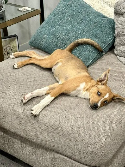 Foxy Roxy!!