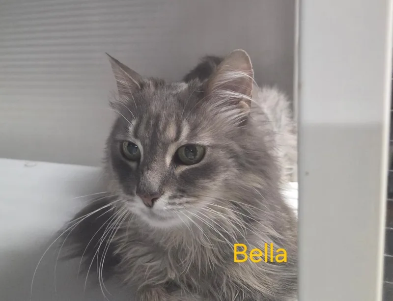 Bella thumbnail 2