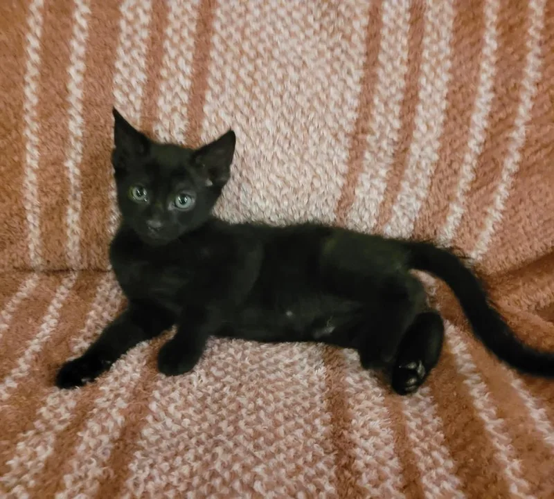 Charley thumbnail 2