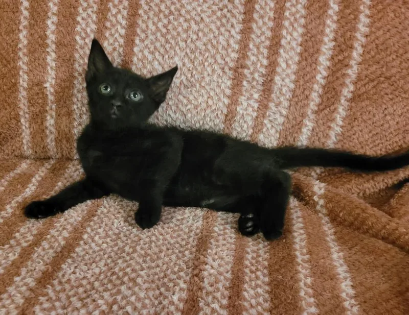 Charley thumbnail 3