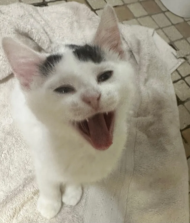 A baby medium-sized female Domestic Short Hair cat named Key Fob for adoption in Farmington, MN